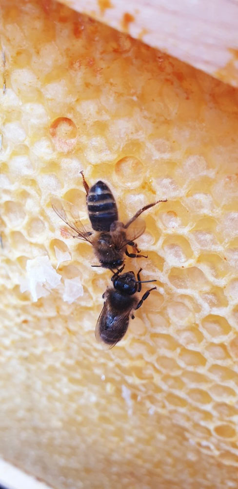 Honeybees on the honeycomb